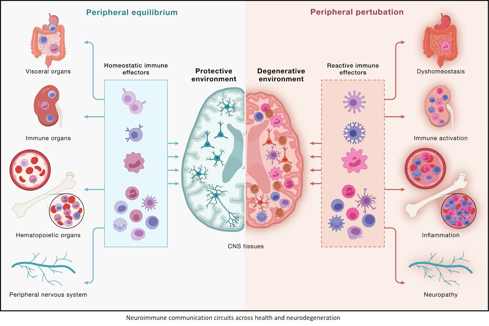 Neurodegeneration as a dysregulation of neuroimmune crosstalk