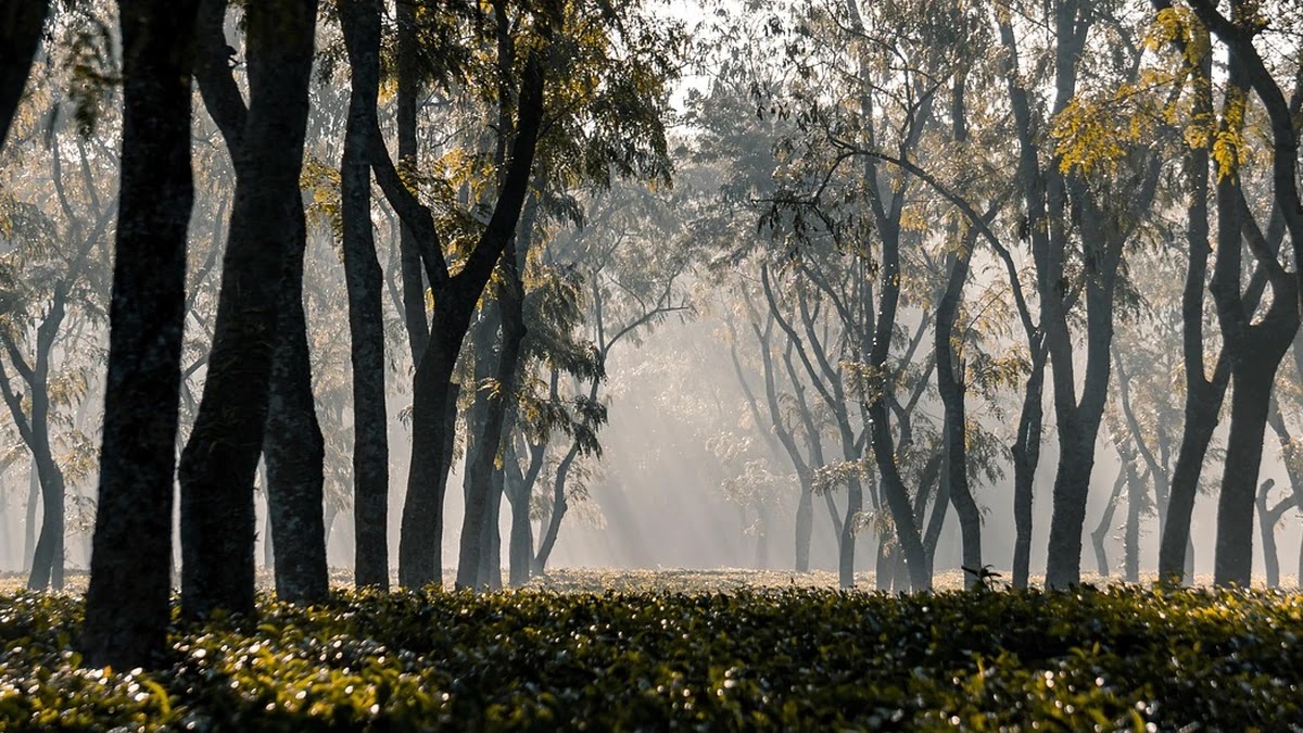 퀵정렬과 병합정렬 구조와 동작 원리 차이
