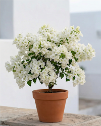 Imported Butterfly White Bougainvillea Plant