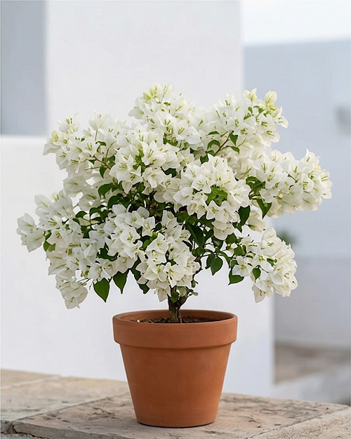 Imported Butterfly White Bougainvillea Plant