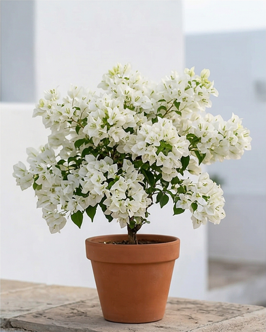 Imported Butterfly White Bougainvillea Plant — view 1