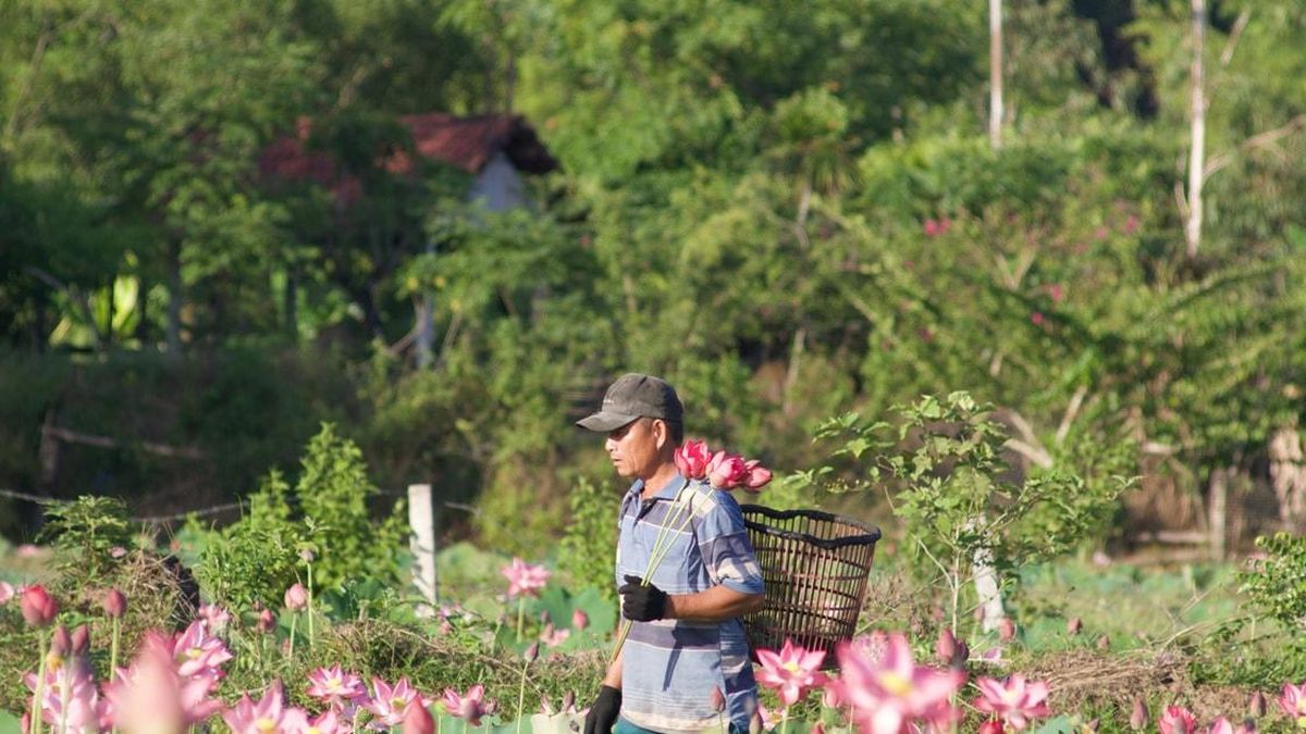 Ngắm những đầm sen nở rộ trên miền quê xứ Quảng - Báo Đà Nẵng