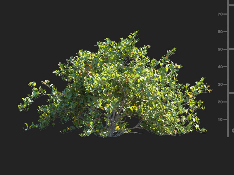 Maxtree - Plant Models Vol.112