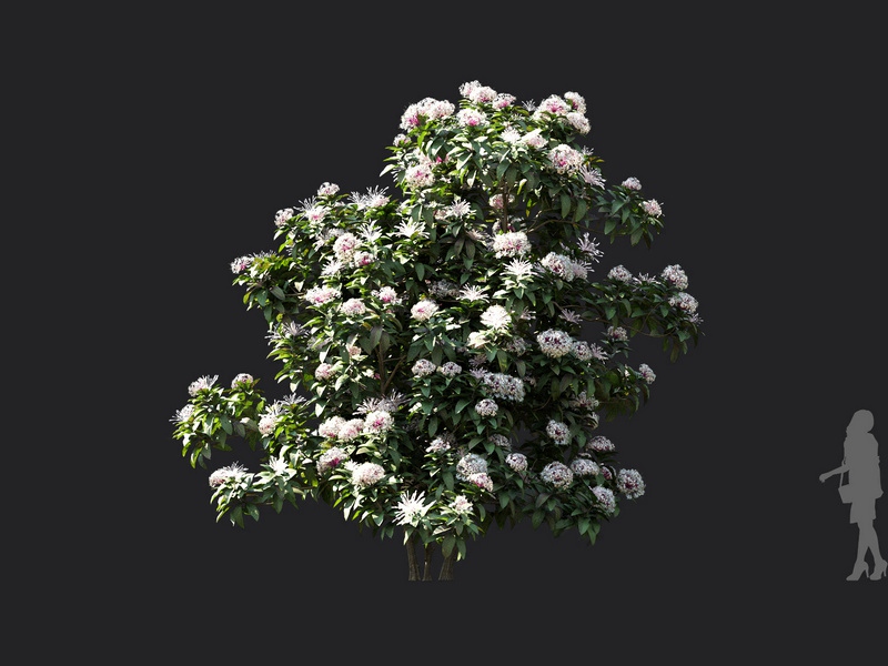 Maxtree - Plant Models Vol.119