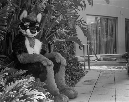 furdu-8.jpg