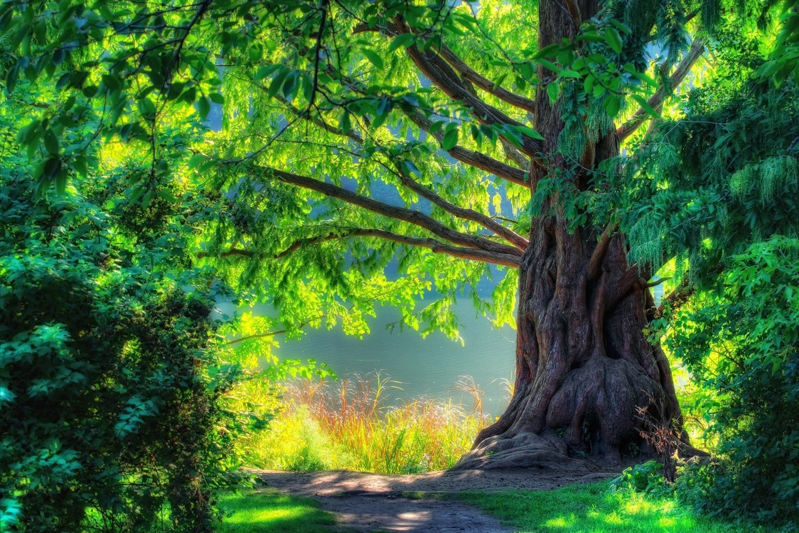 Tree Wallpaper