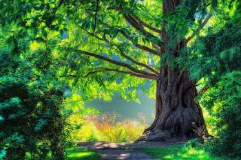 Tree Wallpaper