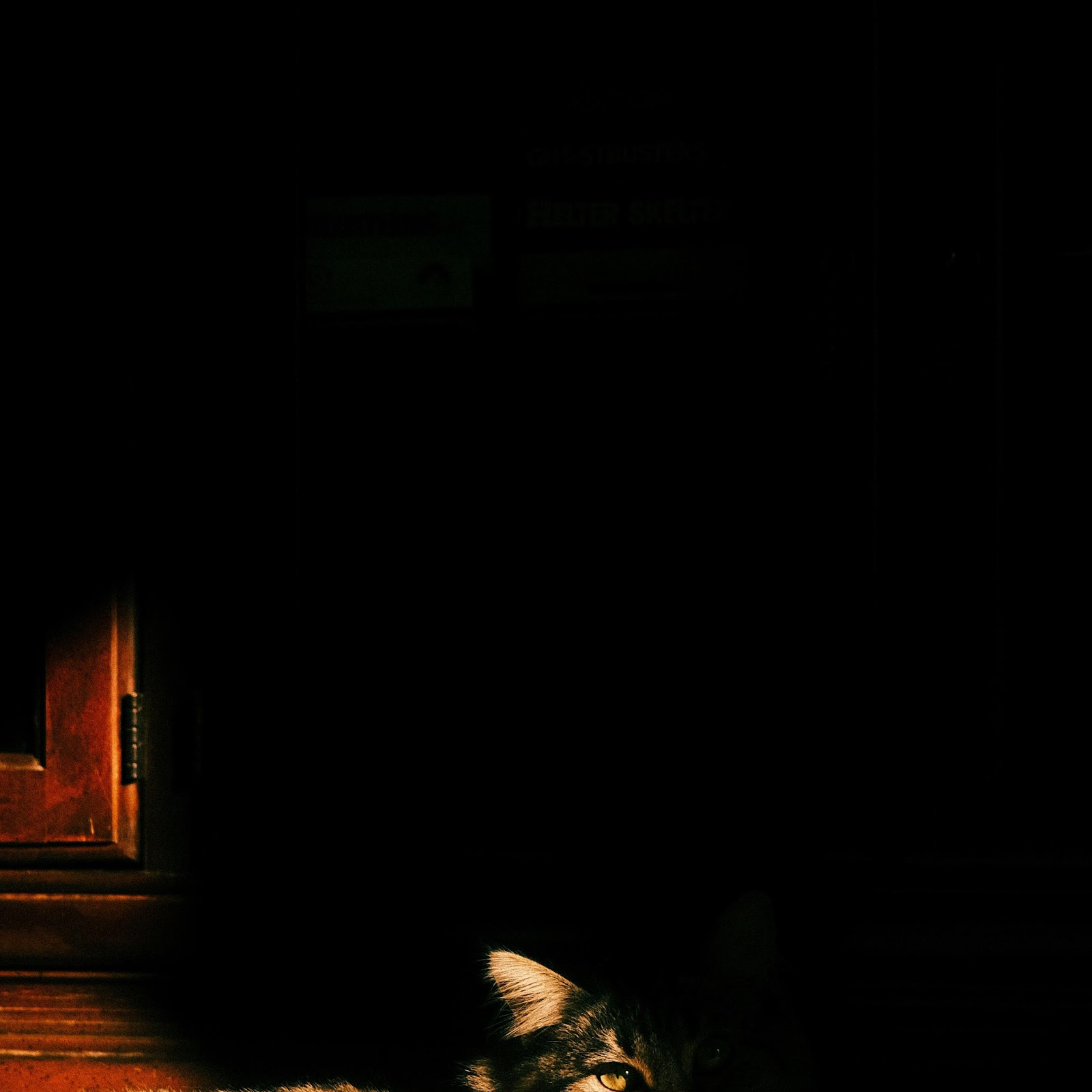 Download Tabby Cat Resting In Sunlight 4K iPhone