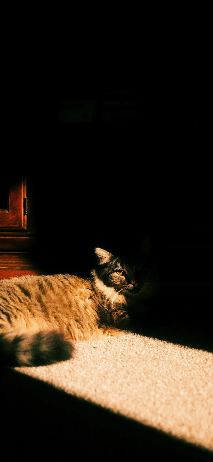 Tabby Cat Resting In Sunlight - Cinematic Photography 4K iPhone Wallpaper (2724x5901)