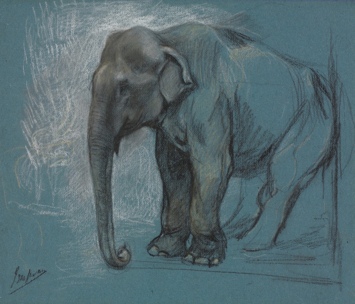 Study of an Elephant