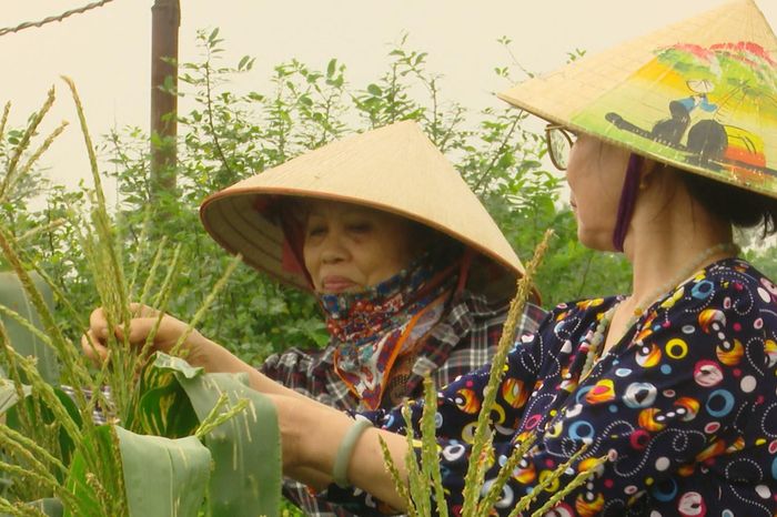 Người cao tuổi ở Hà Nội tích cực chuyển đổi xanh - Đài Phát thanh và truyền hình Hà Nội