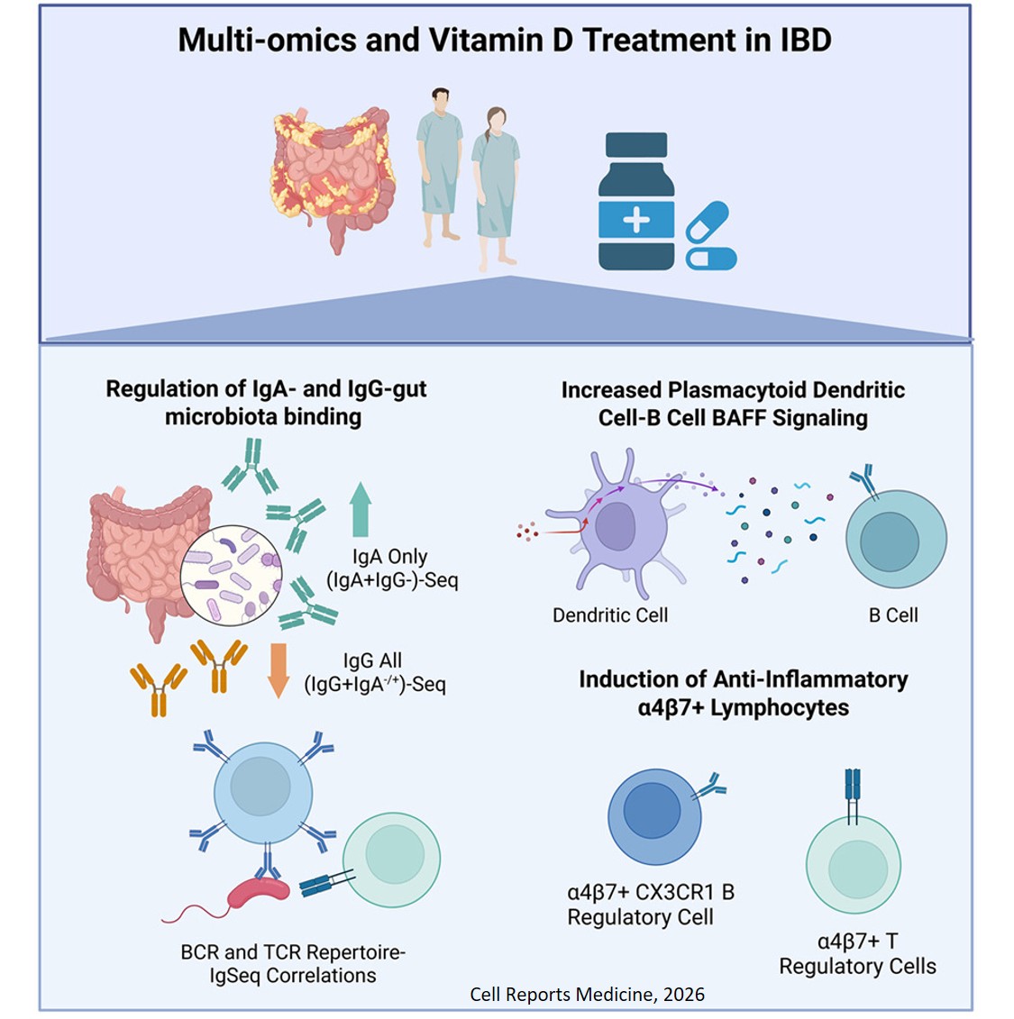 Multi-omics reveal vitamin D regulation of immune- gut microbiome interactions and tolerogenic  pathways in inflammatory bowel disease