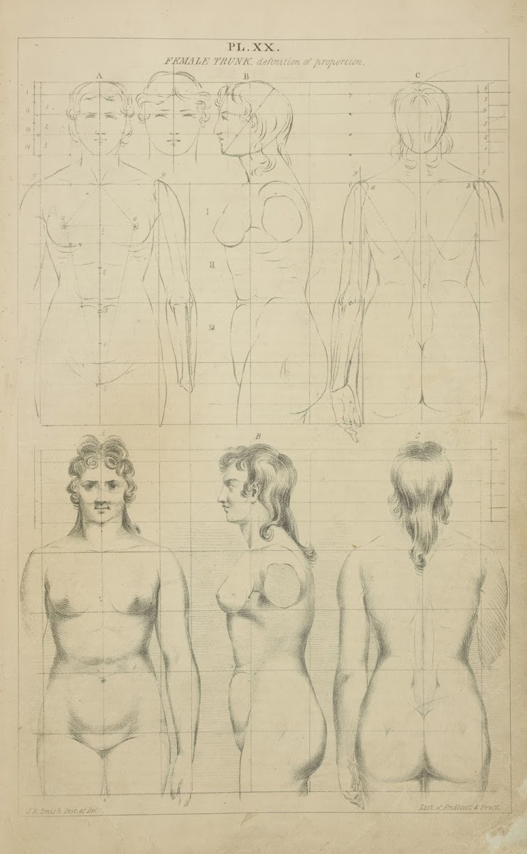 The female trunk  definition of proportion 1831