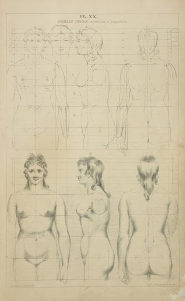 The female trunk  definition of proportion 1831