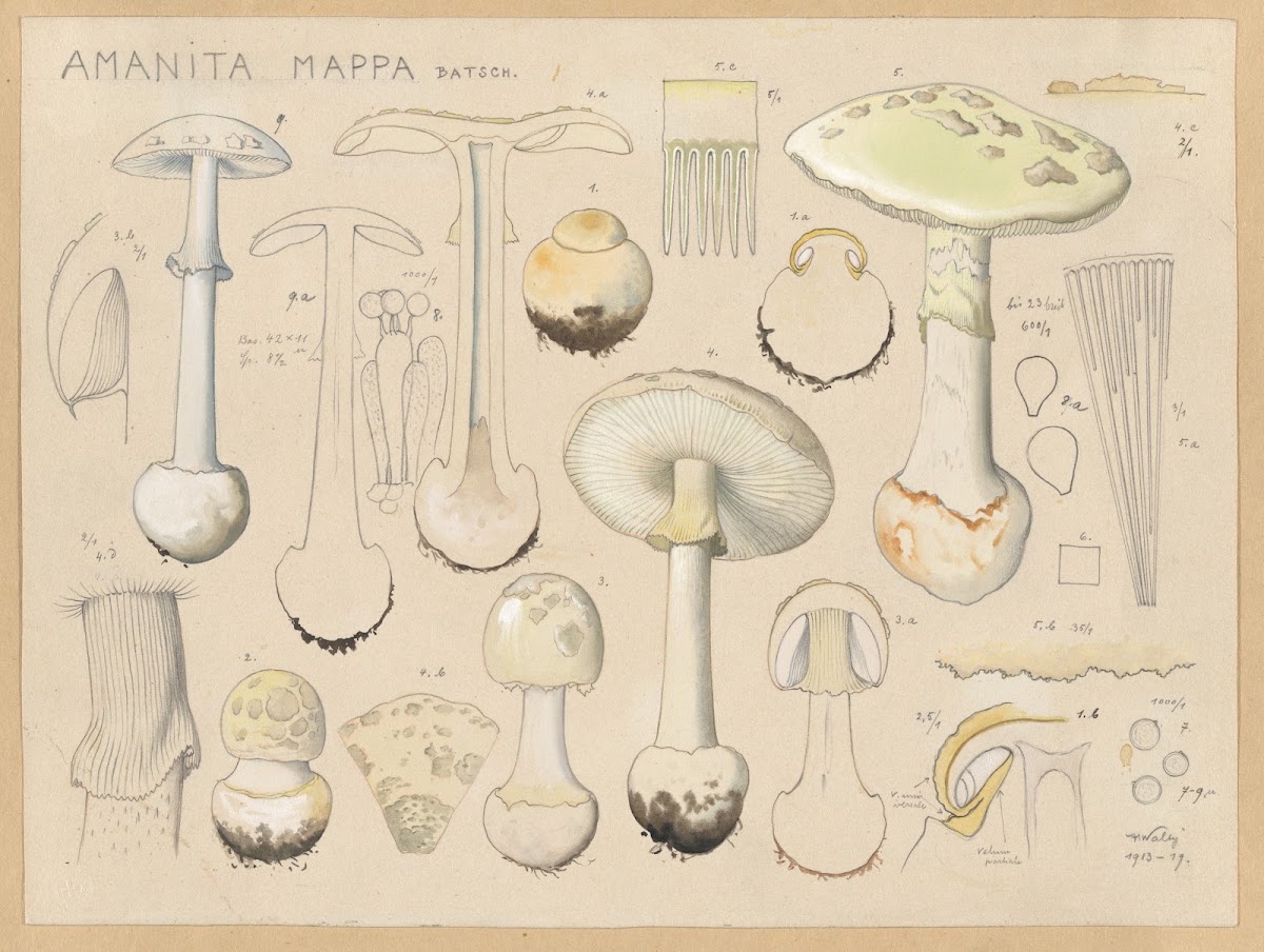 Amanita mappa Batsch 1915 1945