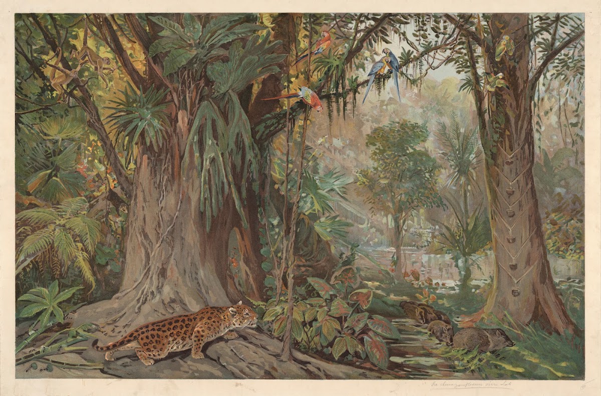 On the upper reaches of the Amazon River 1920