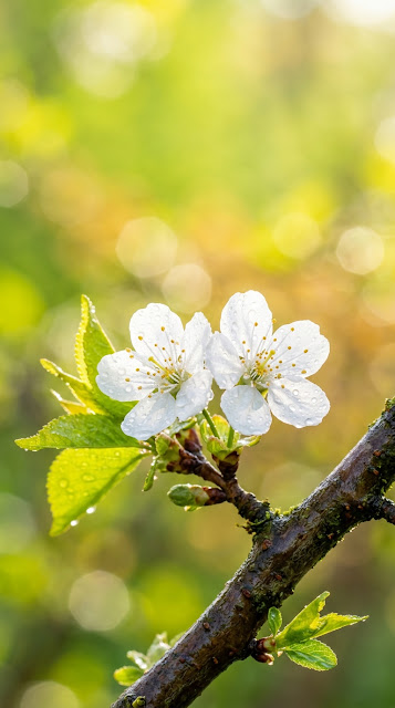 White Tree Blossoms on a Branch against Bright Green Background - Free mobile Wallpaper
