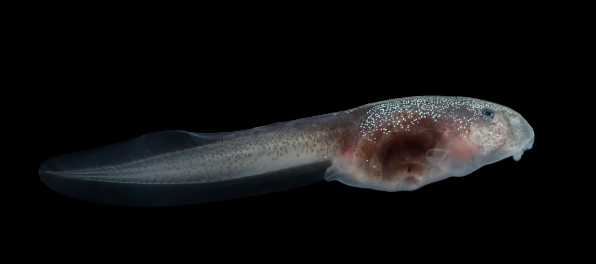 Tadpole Care: Raising the Next Generation of the Dart Frog Army