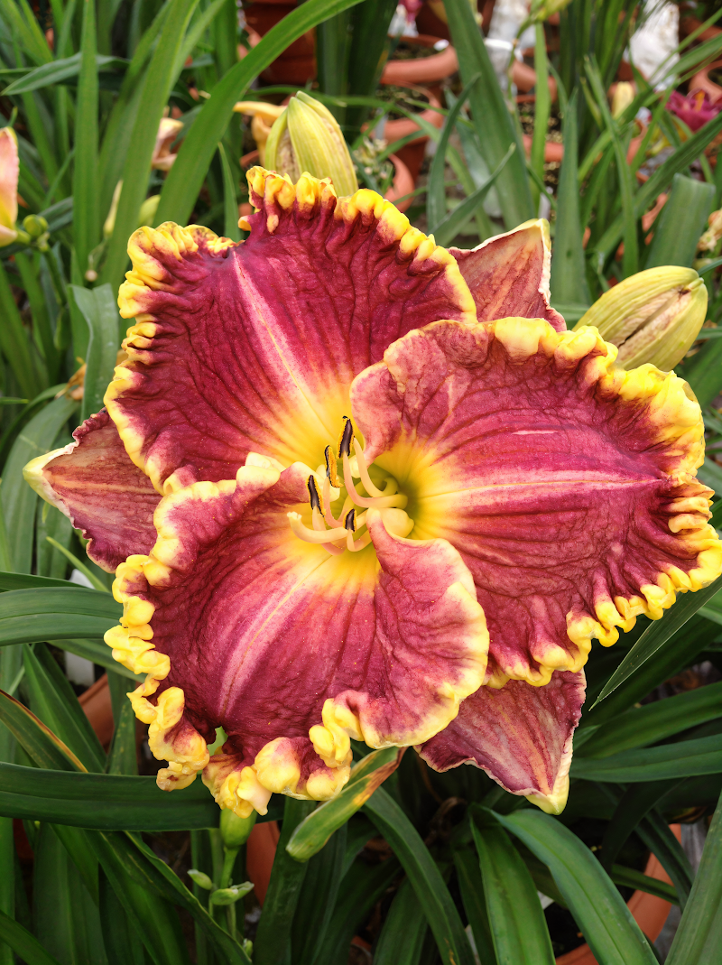 Hemerocallis - Rifiorenti Collezione - Daria in piena fioritura, colori vivaci nel giardino