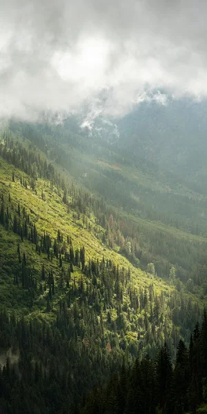 Montana, Usa, Clouds, Forest, Landscape 8K Wallpaper Background