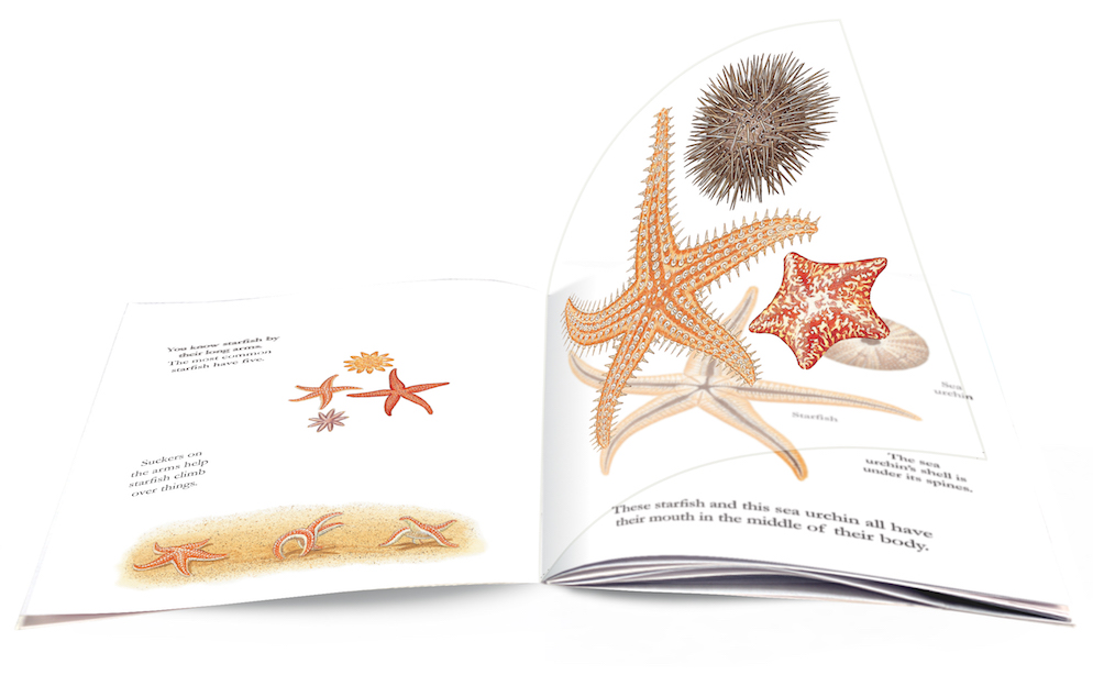 The Seashore PB - thumbnail 2