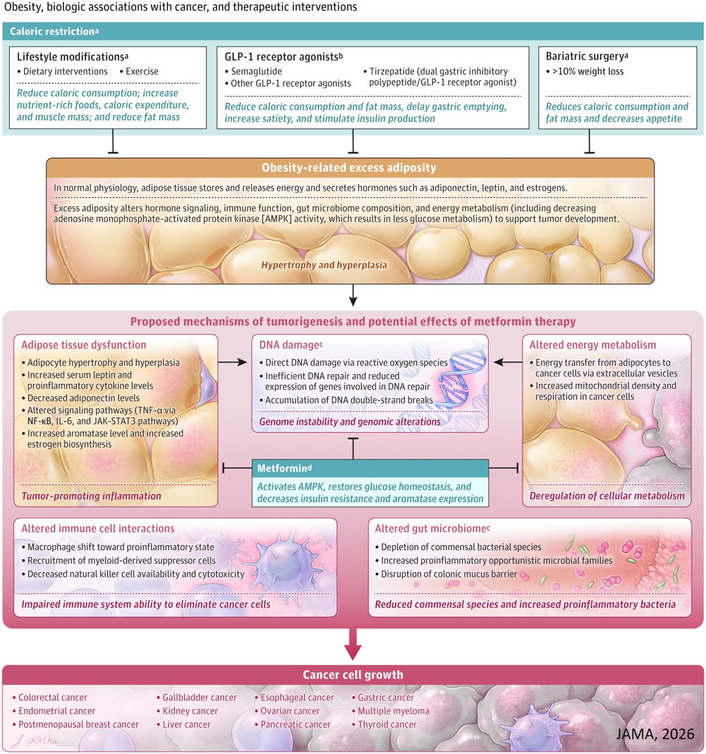 Obesity and Cancer