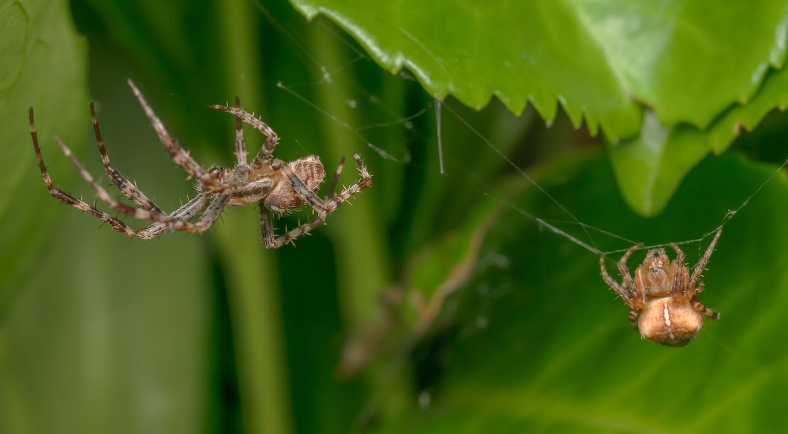 Araneus diadematus