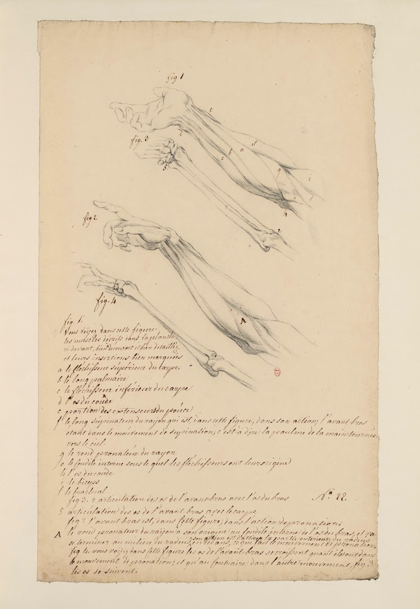 Cahiers dAnatomie Pl21 18th Century