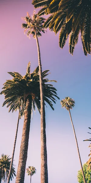 Palms, Tropics, California, Sky, Sunset 2K iPhone Wallpaper Background