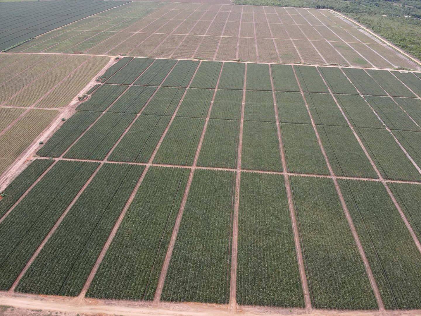 Fazenda em Miracema - TO 9