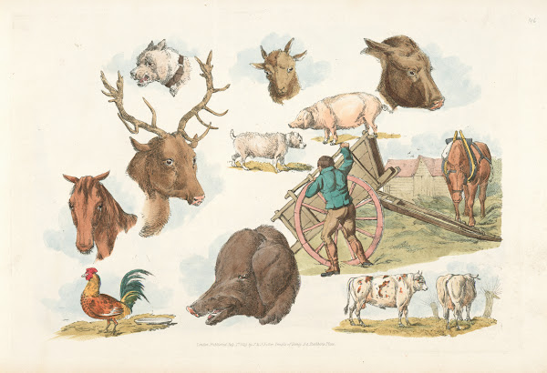 Heads of domestic and wild animals and full figure of a dog pig horse cows and a