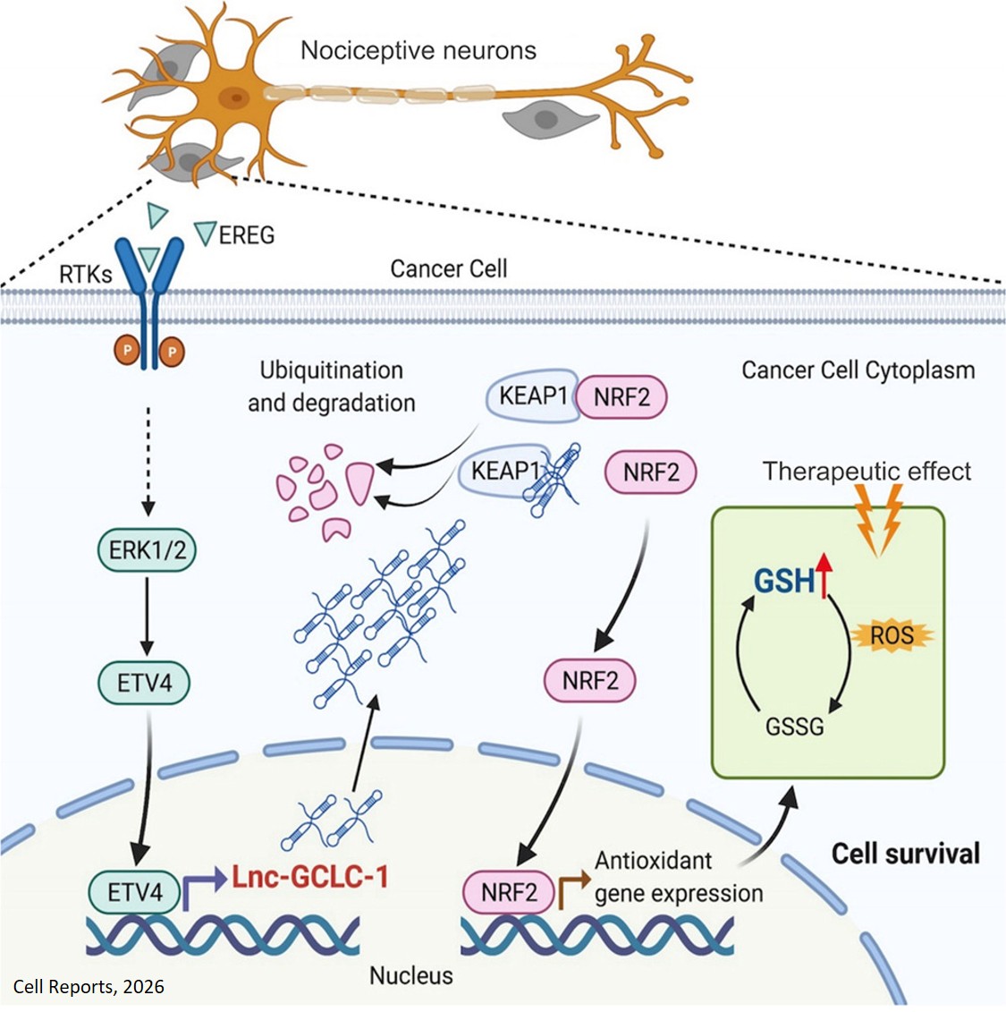 Nociceptive neurons protect cancer cells against oxidative stress