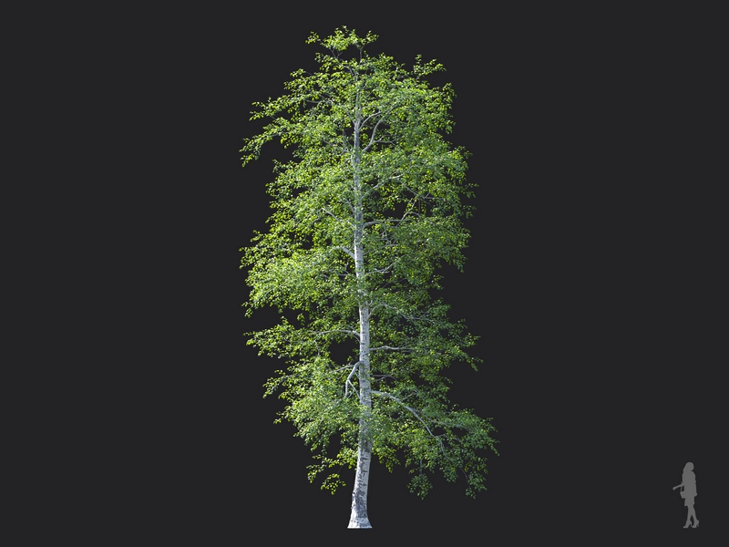 Maxtree - Plant Models Vol.124