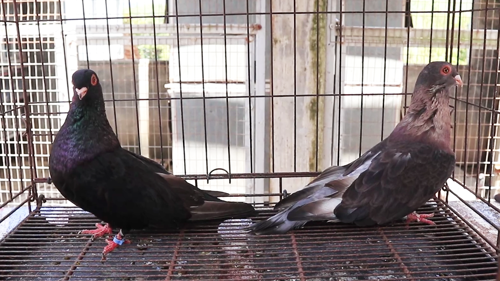 EGYPTIAN SWIFT 4910270225