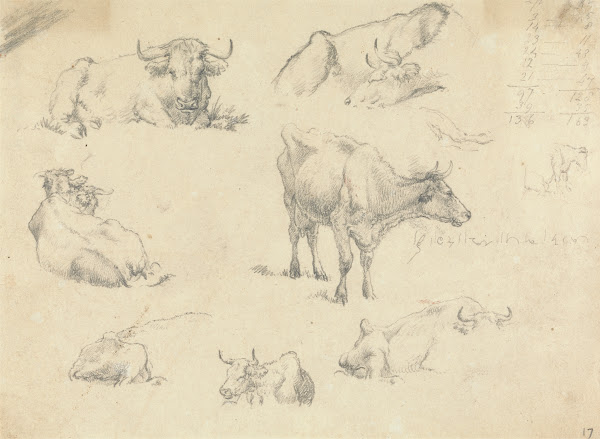 Cows From Various Angles