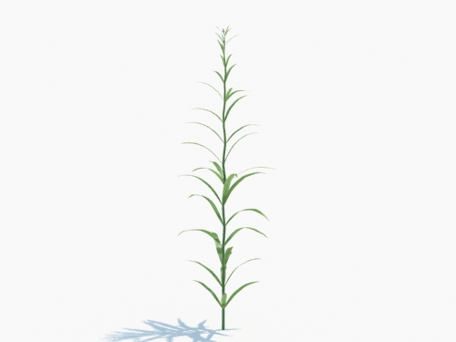 Maxtree - Plant Models Vol.3