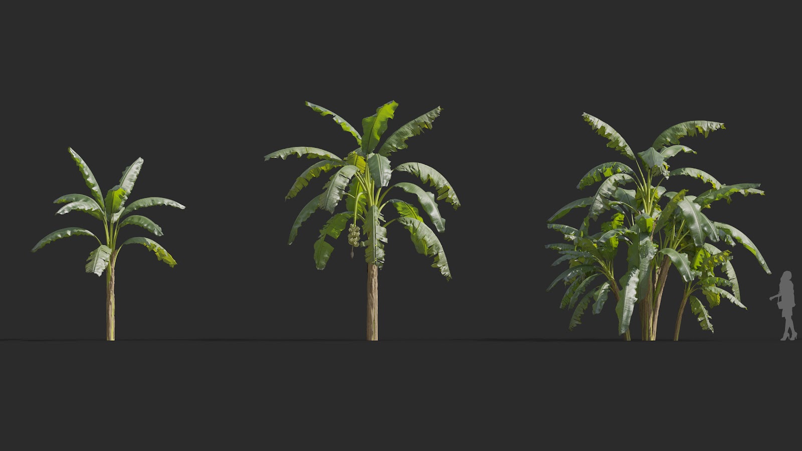 Maxtree - Plant Models Vol.72