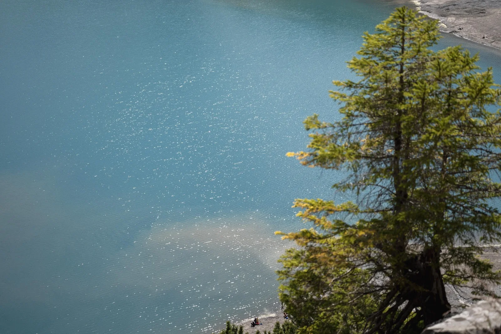 Turquoise Lake With Pine Tree - Nature Photography 5K Wallpaper (5650x3767)