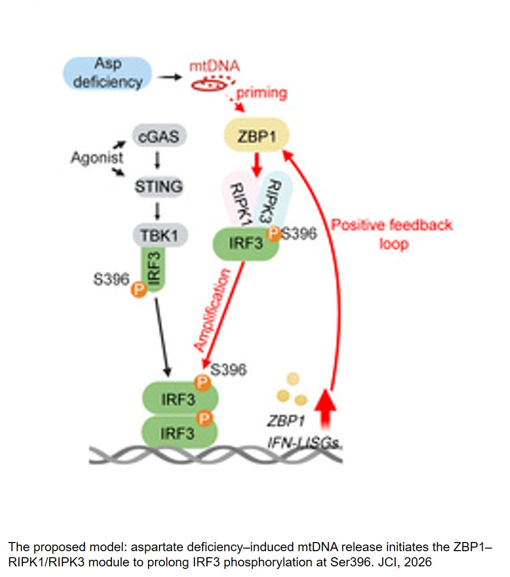 Aspartate deficiency amplifies cGAS-STING signaling in antitumor immunity