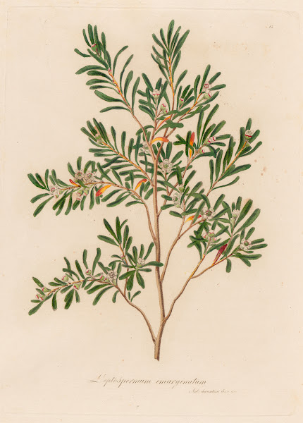 Leptospermum emarginatum 1818 1824