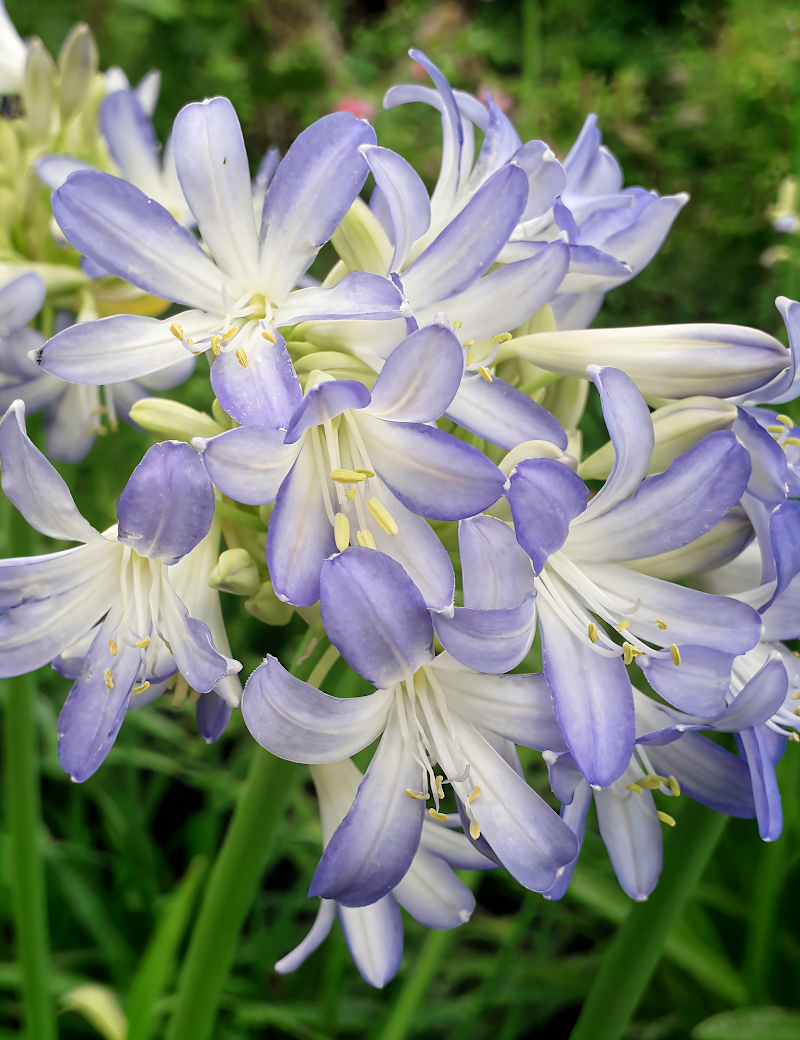 Agapanthus Sea Breeze in piena fioritura, un tocco mediterraneo nel giardino