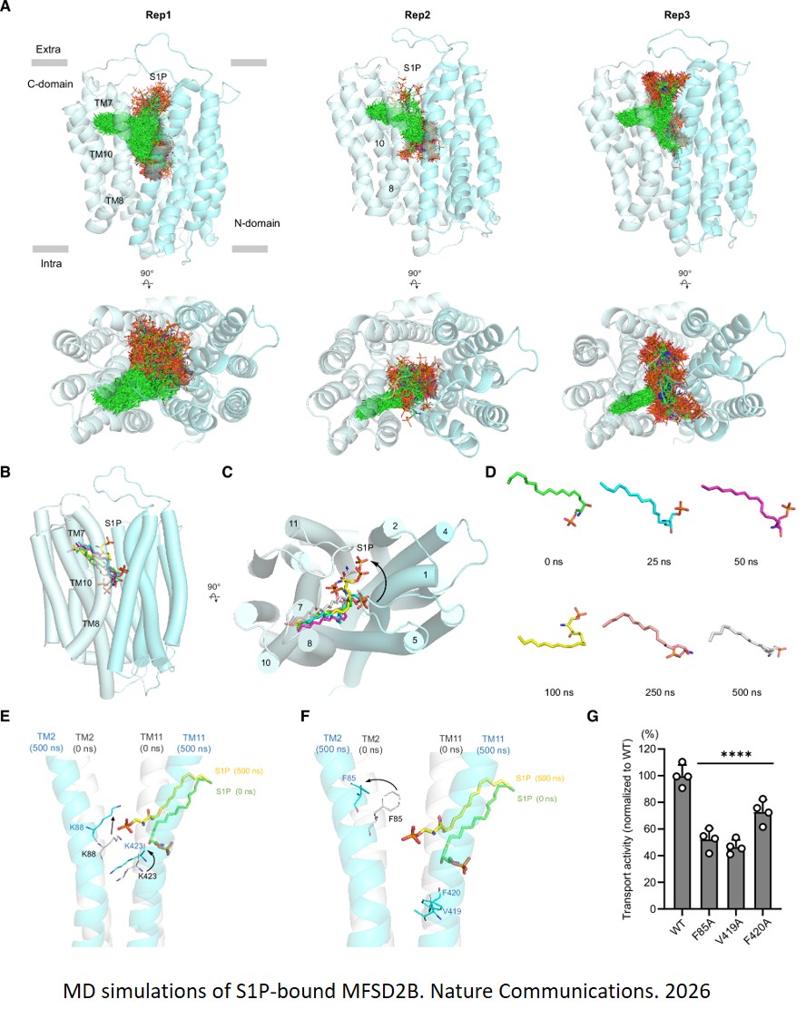 How blood cells release key signaling lipid