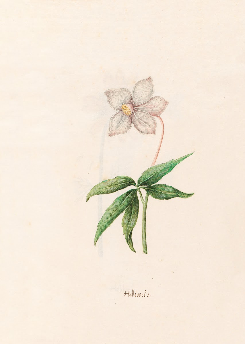 Helleborüs 1692