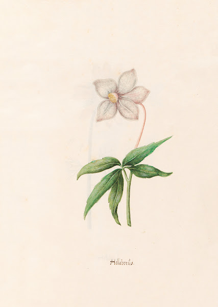 Helleborüs 1692