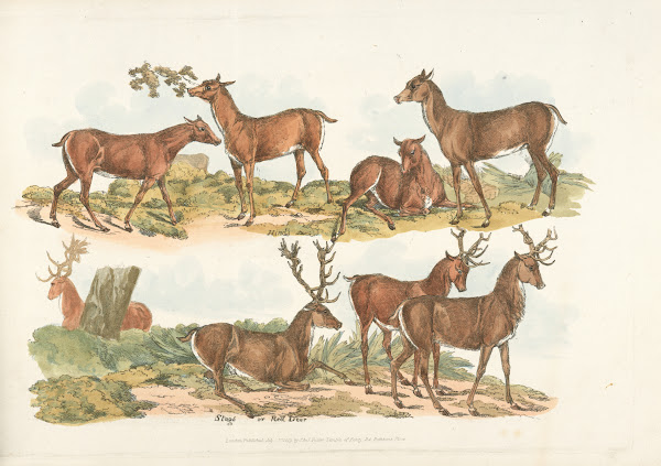 Hinds Stags or Red Deer 1817 1818