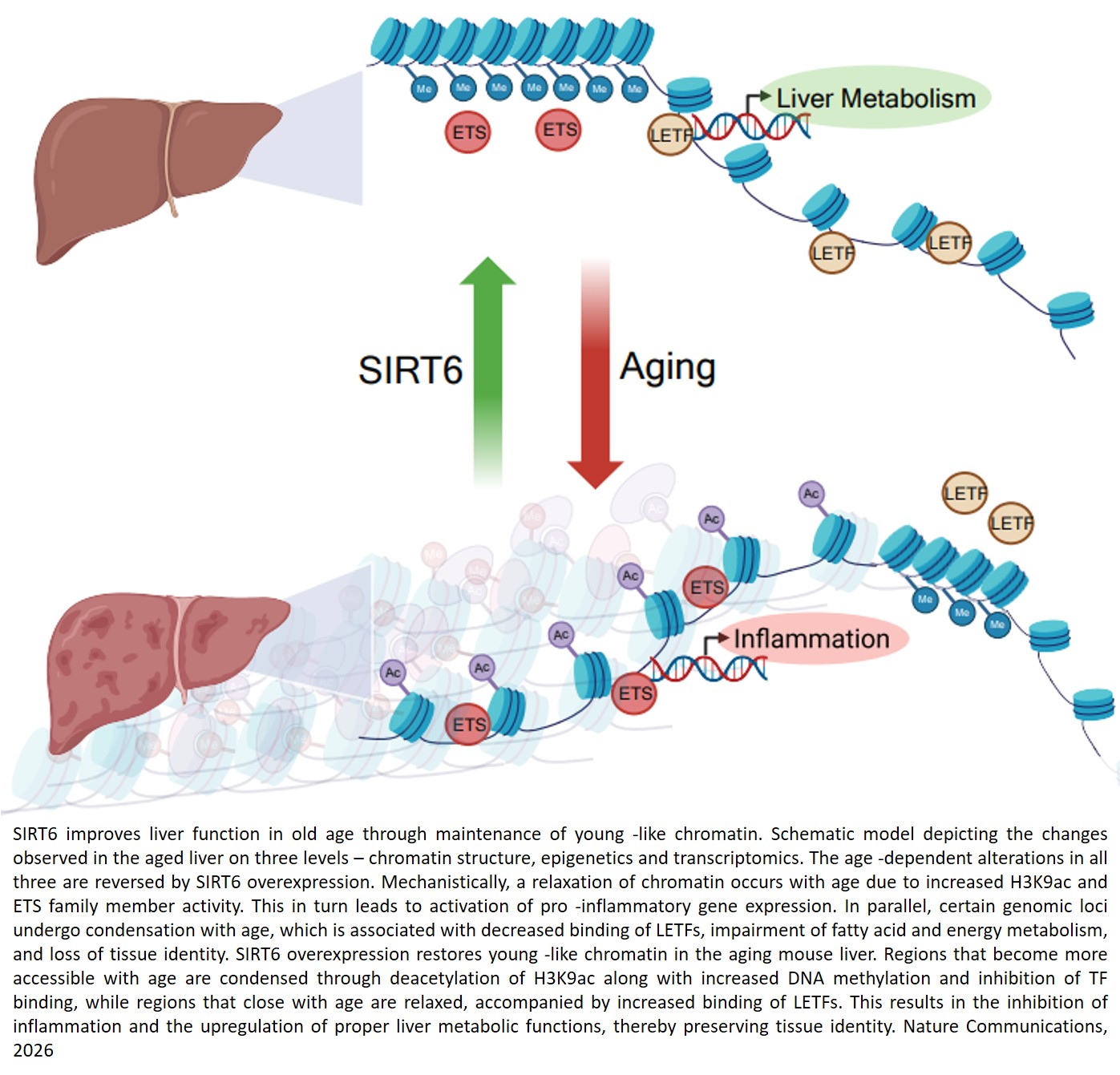 SIRT6 overexpression counteracts chromatin aging in the male murine liver