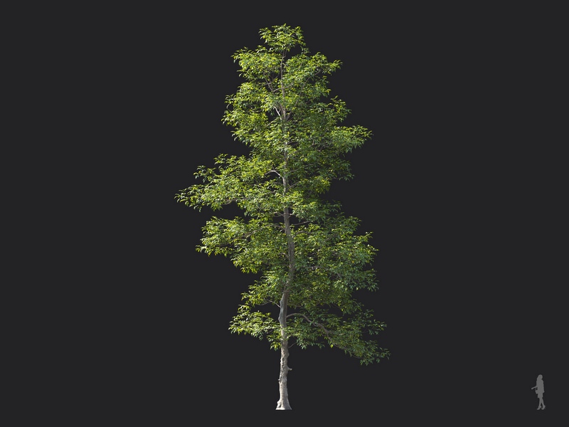 Maxtree - Plant Models Vol.124