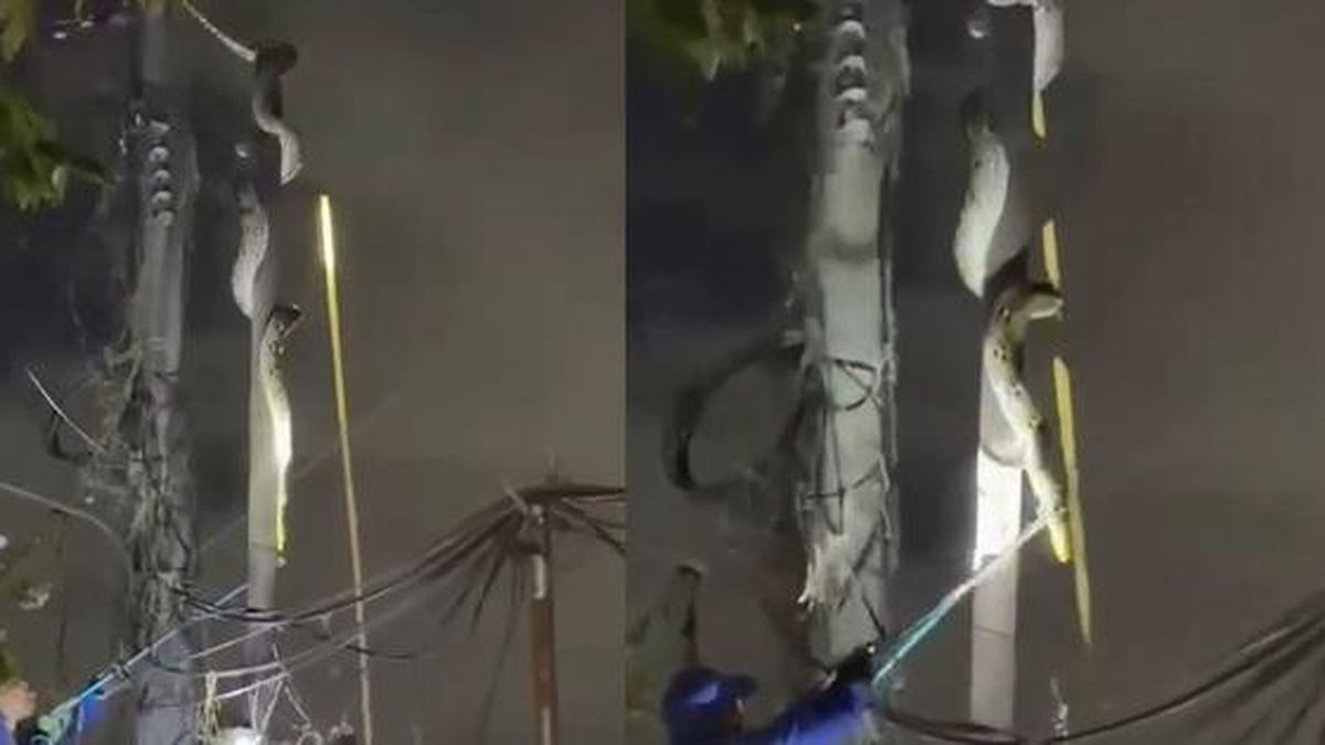 Nhìn lên cột điện, người dân bắt gặp cảnh tượng bất ngờ - Tạp chí Người Đưa Tin