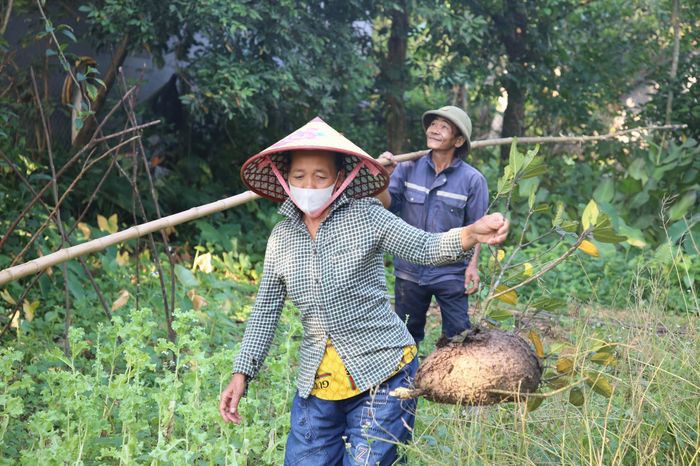 Săn trứng kiến trong rừng, kiếm tiền triệu mỗi ngày - Báo VTC News