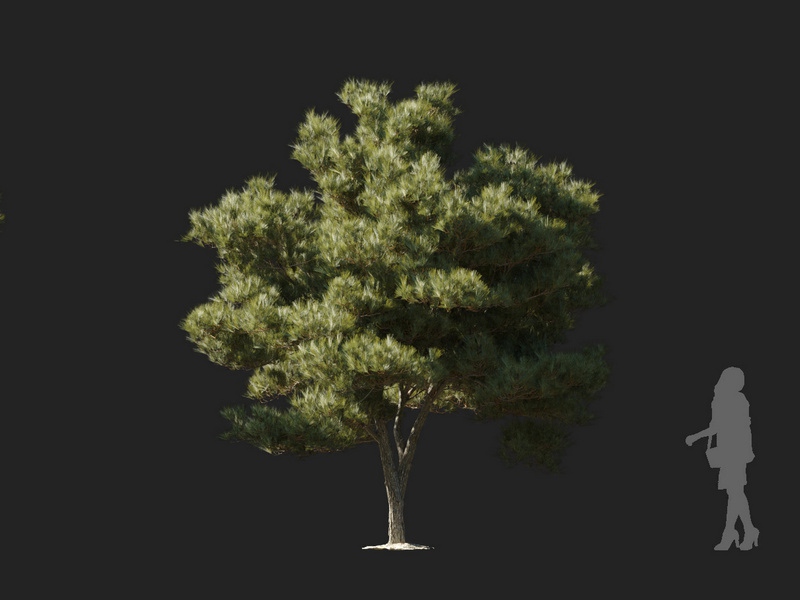 Maxtree - Plant Models Vol.127